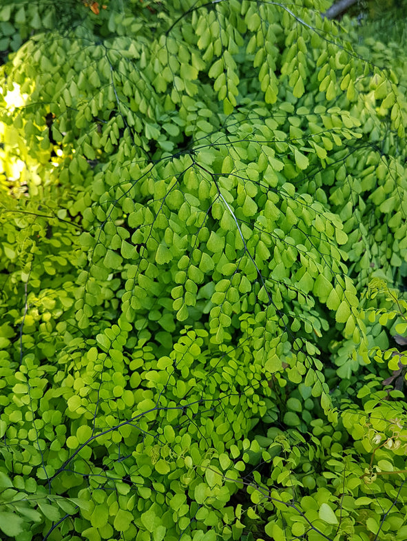 Himalayan Maidenhair Fern